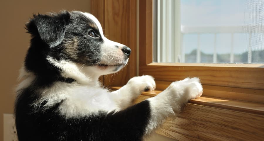 Puppy with paws on a window sill waiting for owners to return.